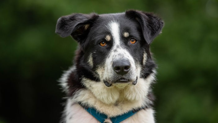 Schwarz-weißer Hund mit braunen Augen