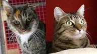 Eine Collage aus zwei getigerten Katzen