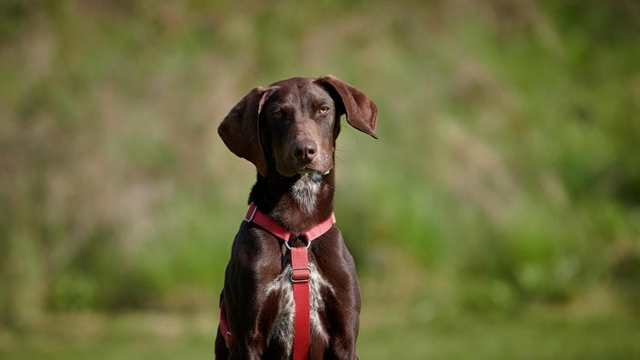 Brauner Hund mit kurzem glänzenden Fell und einem roten Geschirr