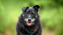 Hund mit schwarzem wuscheligem Fell in Nahaufnahme 