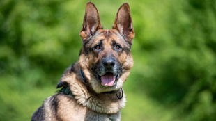 Hund mit schwarz-braunem Fell und spitzen Ohren in Nahaufnahme 