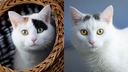Links eine weiße Katze mit braunen und schwarzen Flecken, rechts eine weiße Katze mit braunen Flecken, beide haben grüne Augen