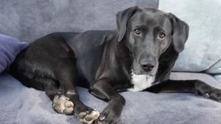 Schwarzer Hund mit weißen Flecken liegt auf einem Sofa 