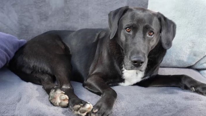 Schwarzer Hund mit weißen Flecken liegt auf einem Sofa 