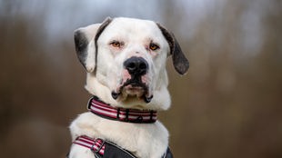 Ein weißer großer Hund mit dunklen Flecken und hellbraunen Augen