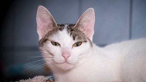 Katze mit weiß-schwarzem Fell in Nahaufnahme  