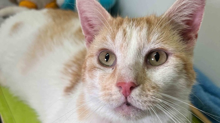 Eine Katze mit cremefarbenem Fell mit roten und weißen Streifen in Nahaufnahme 