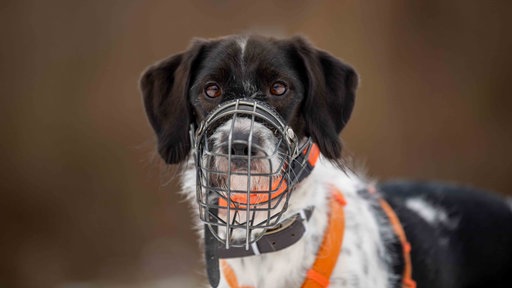 Mittelgroßer Hund mit schwarz-weißem Fell trägt einen Maulkorb 