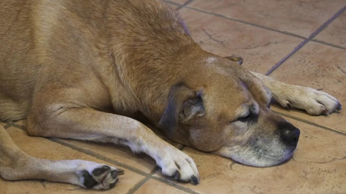 Großer Hund mit beige-farbenem Fell liegt auf dem Boden und schläft. 