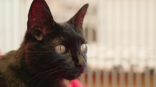 Seitliche Aufnahme einer dunkelbraunen Katze mit hellgrünen Augen