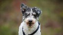 Portrait eines schwarz-weißen Hundes mit lockigem kurzen Fell