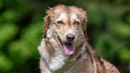 Hund mit braun-beigefarbenem Fell hechelnd in Nahaufnahme 