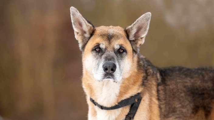 Ein großer Hund mit tricolorfarbenem Fell in Nahaufnahme 