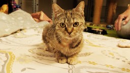 Katze mit getigertem Fell sitzt auf einer gemusterten Decke und schaut in die Kamera 