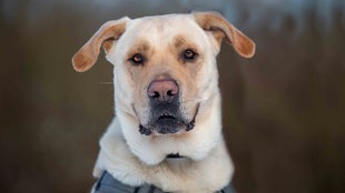 Ein großer Hund mit hellem Fell in Nahaufnahme 