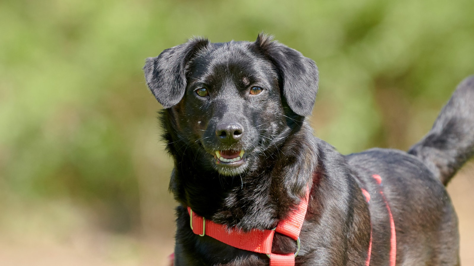 Pax – Springt Mit Vorliebe Auf Den Schoß - Tiere Suchen Ein Zuhause ...