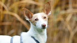 Ein weißer Hund mit hellbraunen Ohren