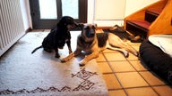 Zwei Hunde sitzen im Flur auf braunen Fliesen, rechts geht eine braune Treppe hoch