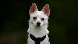 Weißer kleiner Hund mit beigen Ohren
