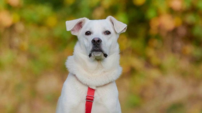 Ein Hund mit weißem Fell und rotem Geschirr in Nahaufnahme 