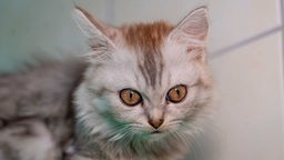 Katze mit grau-weiß getigertem Fell in Nahaufnahme 