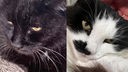 Collage von zwei Katzen: links eine schwarze Katze und rechts eine weiß-schwarze Katze 