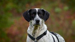 Weiß-gecheckter Hund trägt ein schwarzes Geschirr, der Hintergrund ist braun-grün 