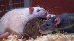Drei Ratten liegen zusammengekuschelt zusammen 
