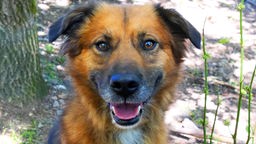 Hund mit rotbraunem Fell und schwarzen und weißen Flecken in Nahaufnahme 