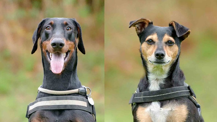 Eine Collage aus einem schwarz-braunen und einem tricolorfarbigen Hund 