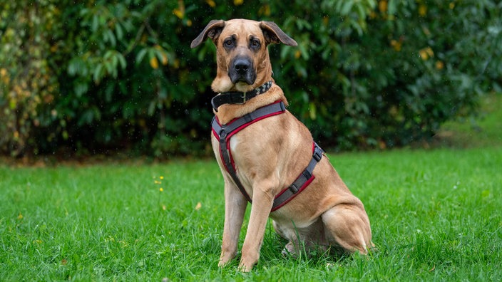 Ein brauner großer Hund sitzt auf einer Wiese