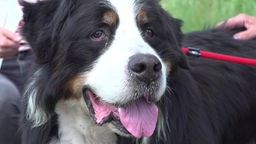 Großer Hund mit schwarz-weiß-braunem mittellangem Fell in Nahaufnahme