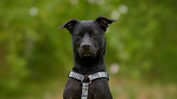 Mittelgroßer Hund mit schwarzem kurzem Fell in Nahaufnahme 