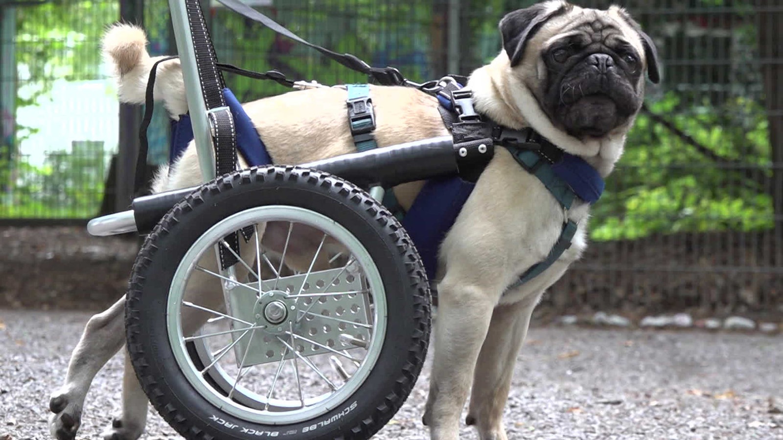 Rollstühle, Prothesen und Orthesen für Tiere - Tiere ...