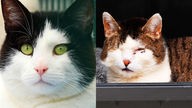 Collage von zwei Katzen: links eine schwarz-weiße Katze und rechts eine weiß-getigerte Katze mit einem Auge