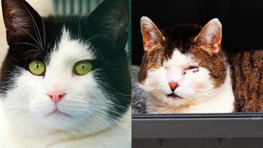 Collage von zwei Katzen: links eine schwarz-weiße Katze und rechts eine weiß-getigerte Katze mit einem Auge