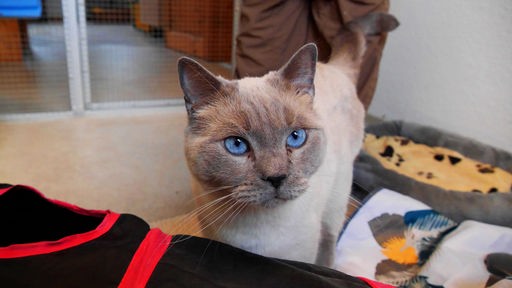 Hell-beige Katze mit blauen Augen