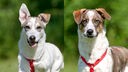 Collage von zwei braun-weißen Hunden, beide tragen ein rotes Geschirr