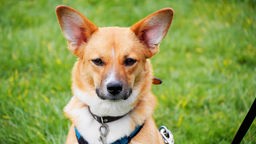 Hund mit rotbraunem Fell und spitzen Ohren in Nahaufnahme 