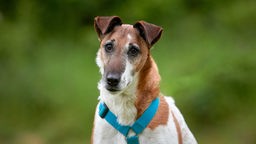 Hund mit weiß-braunem Fell und blauem Geschirr in Nahaufnahme 