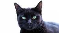Schwarze Katze mit hellgrünen Augen, der Hintergrund ist hell