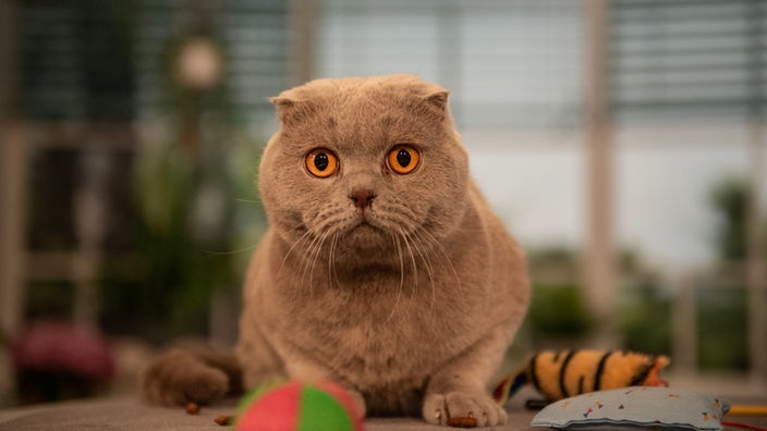 graue Katze mit bernsteinfarbenden Augen schaut in die Kamera