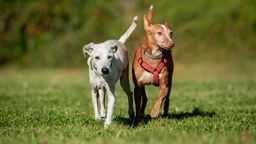 Zwei Hunde laufen auf einer Wiese: links ein weiß-grauer Hund und rechts ein brauner Hund