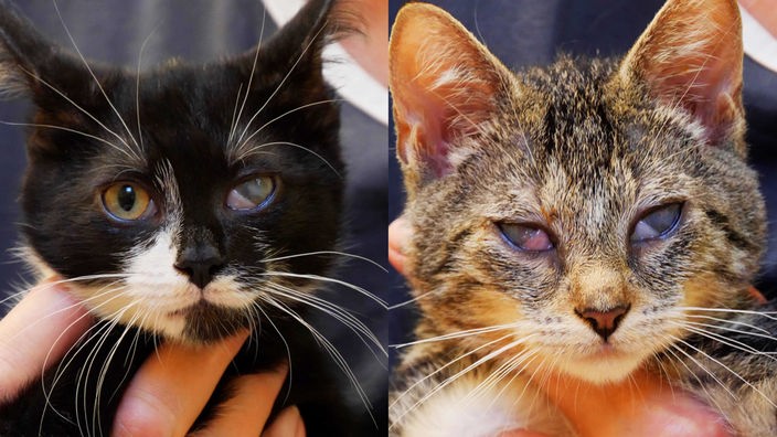 Links eine schwarze Katze mit einem getrübten Auge und rechts eine getigerte Katze mit getrübten Augen 