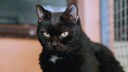 Katze mit schwarzem Fell in Nahaufnahme 
