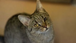 Katze mit getrübtem Auge und getigertem Fell in Nahaufnahme 