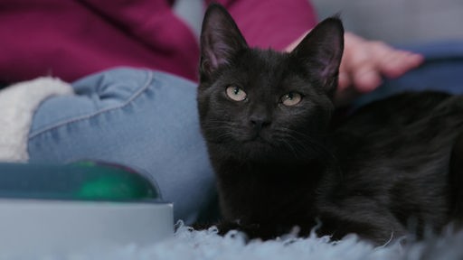 Eine schwarze Katze mit hellgrünen Augen