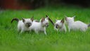 Vier weiße Katzen-Kitten auf einer Wiese