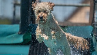 Ein Hund mit beigefarbenem Fell springt durch Wasser 