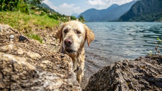 Hund mit blondem Fell sitzt vor einem See. Im Hintergrund ist Bergpanorama zu sehen. 